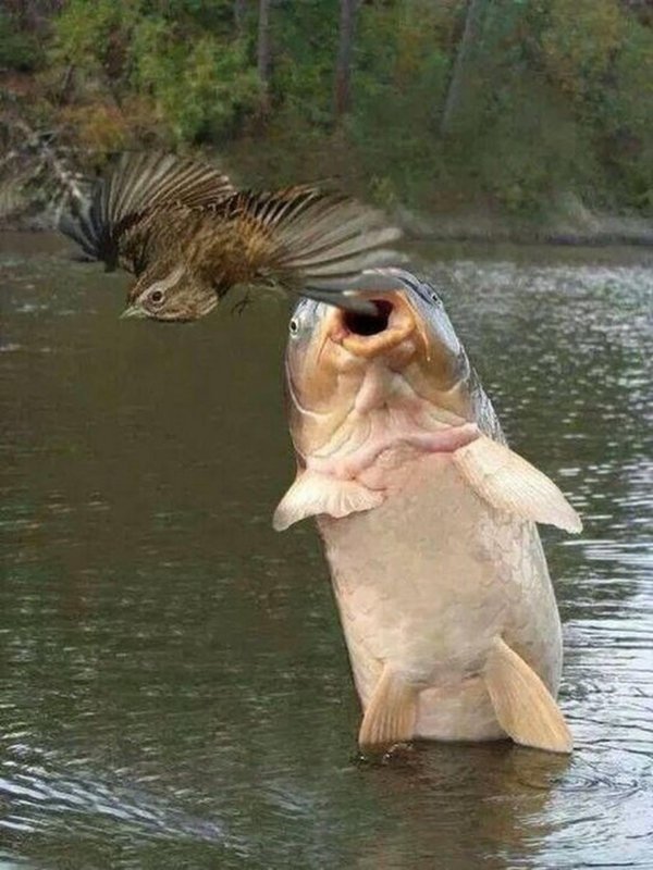 карп смешной