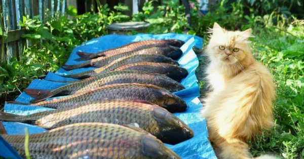кошка с рыбой