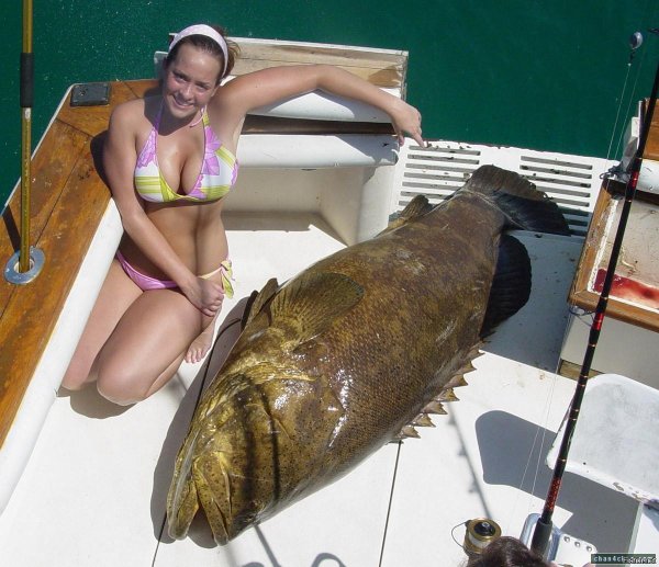 групер голиаф