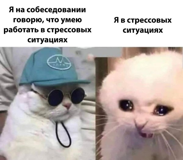 меме кот