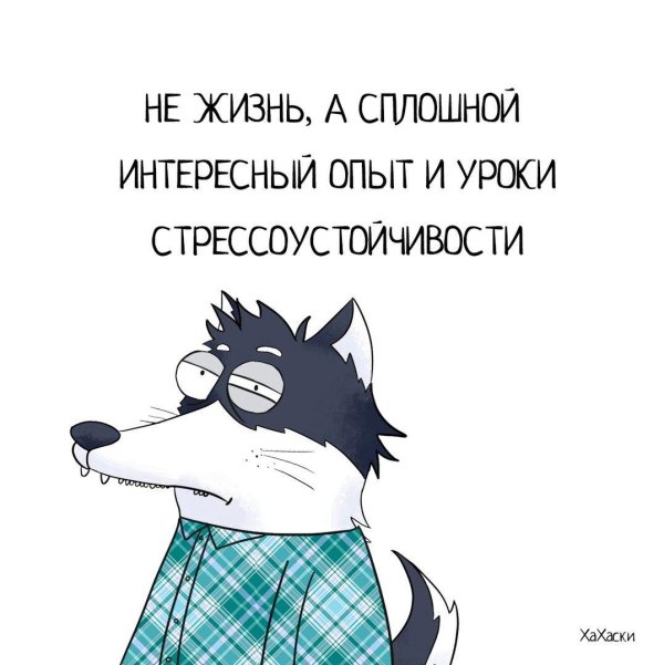 хаски карл