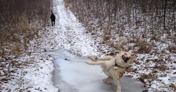 собака танцевака