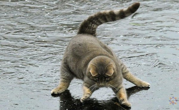 кот в луже