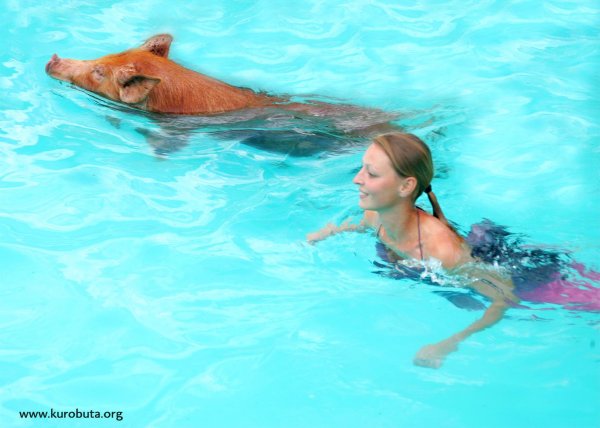 водоплавающие свиньи багамы