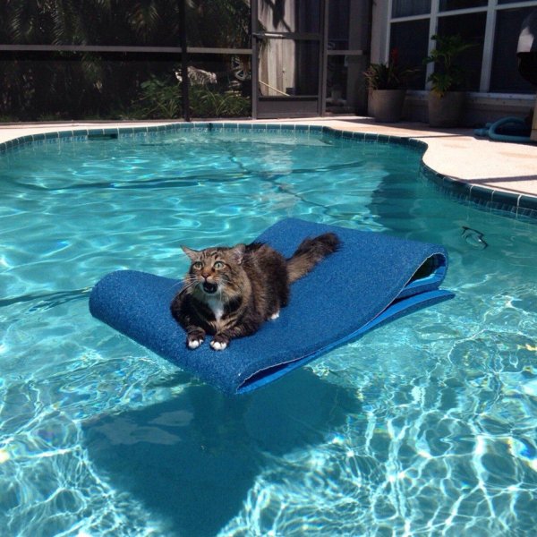 кошка в бассейне