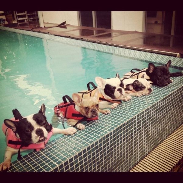 щенки французский бульдог