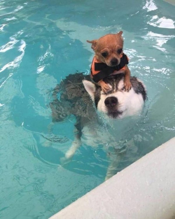 чихуахуа собака