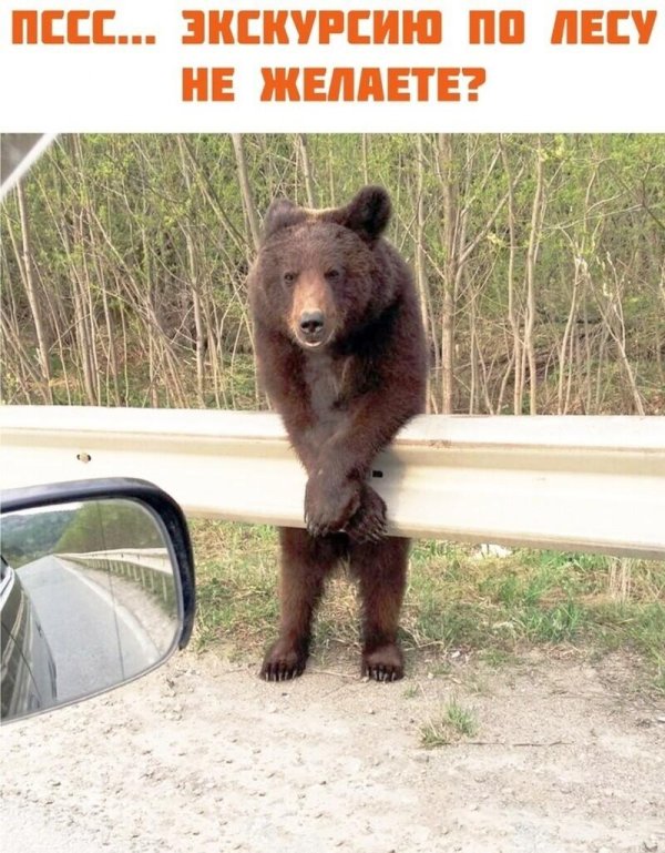 медведи россии