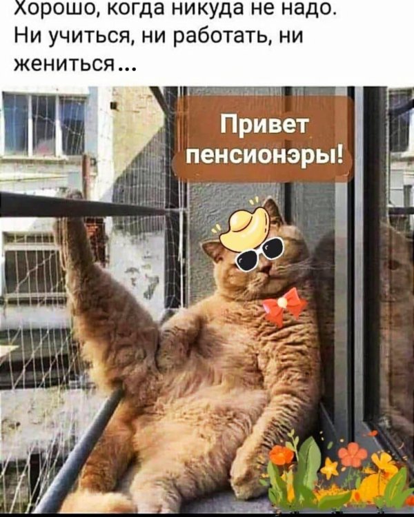 кошка прикольная