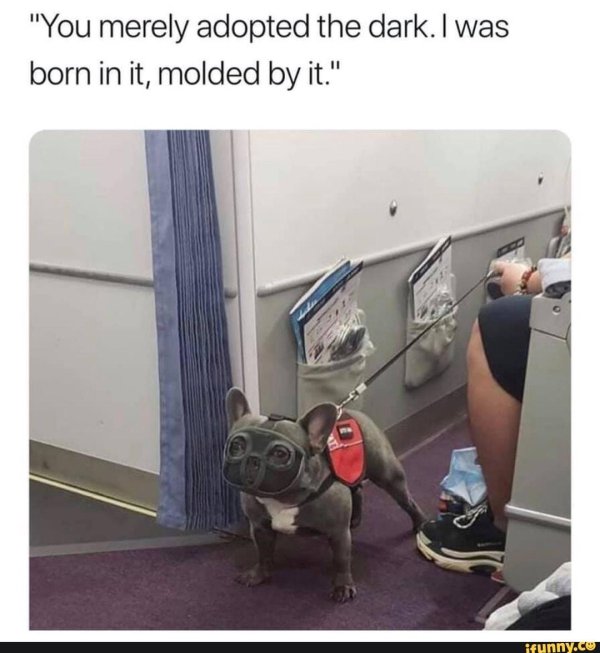 французский бульдог намордник