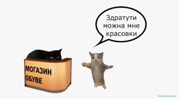 танцующие котики