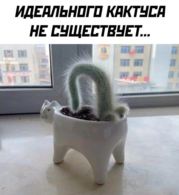 мой кактус