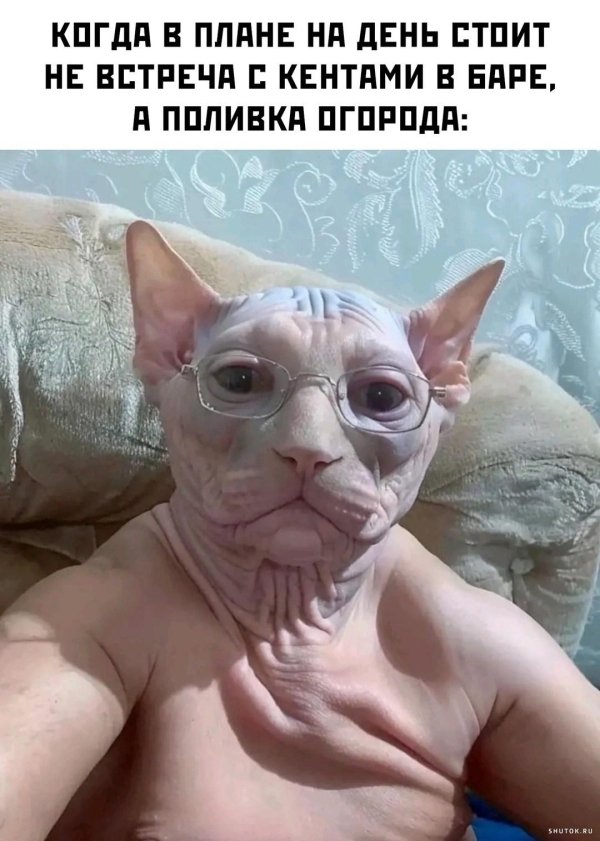 сфинкс смешной