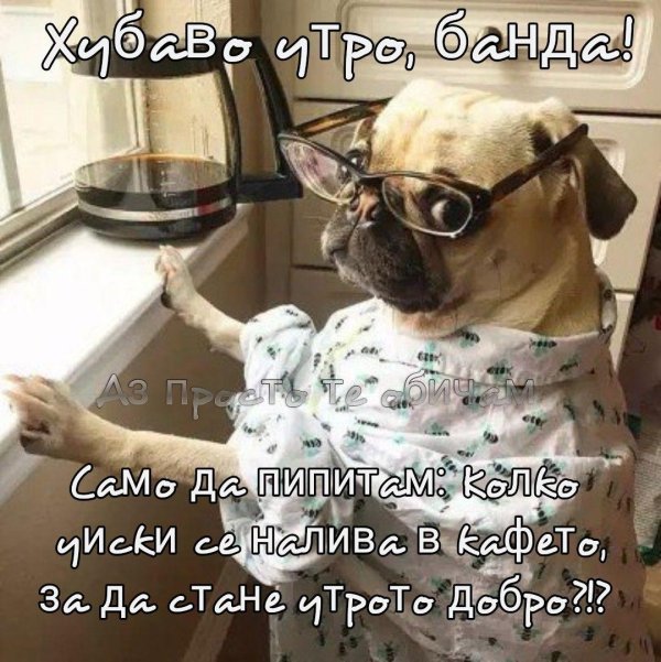 милые мопсы