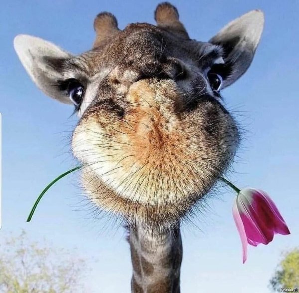 животное жираф