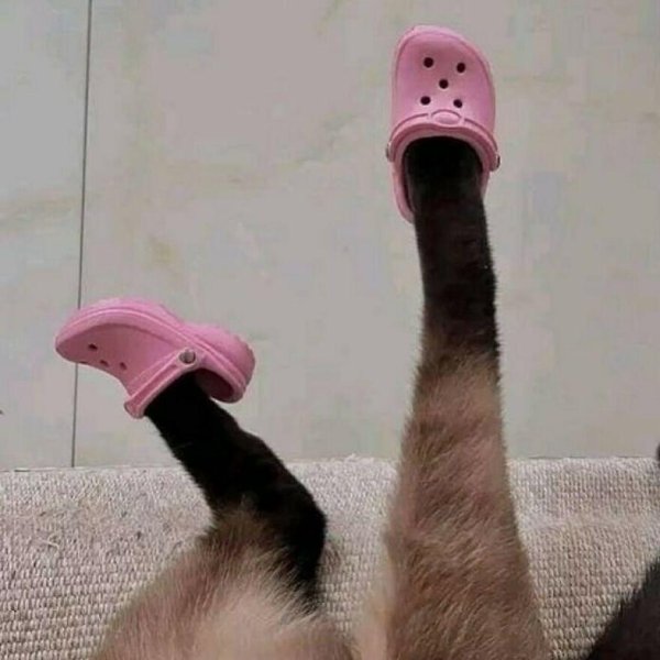 смешная кошка