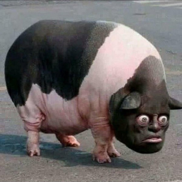 американская свинья