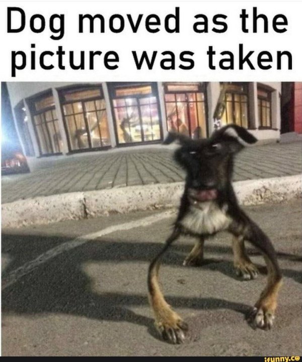 cмешные животные