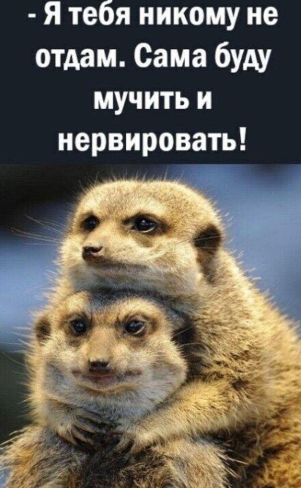 животное сурикат