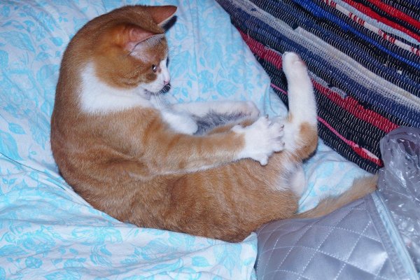 бело рыжая кошка