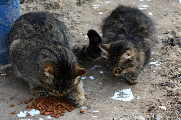 бездомные коты