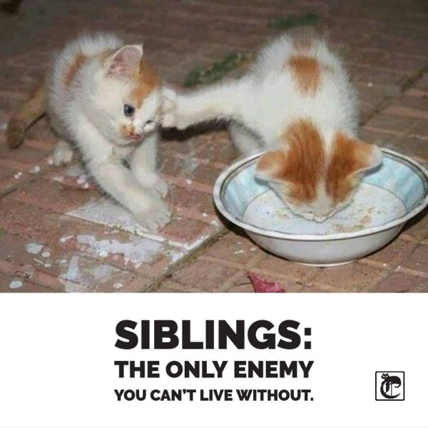 коты демотиваторы