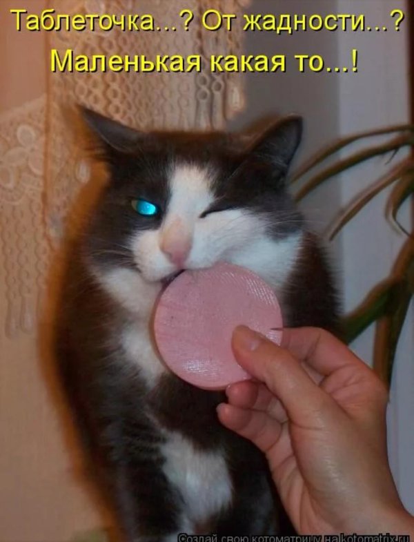 кошка сосиска