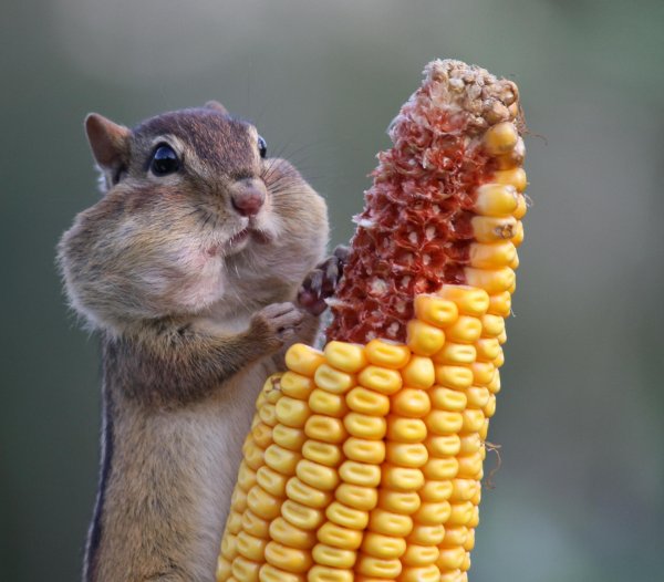 cмешные животные