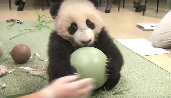 гигантская панда