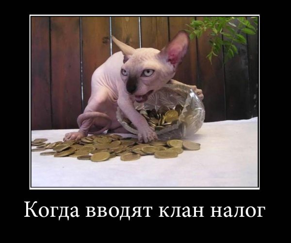 канадские сфинксы