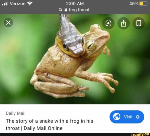 уж ест лягушку