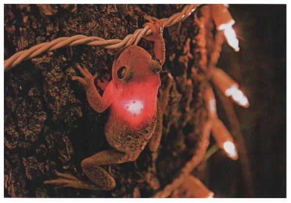 красная лягушка