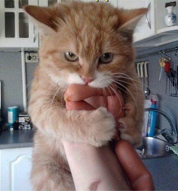 кто съел мою сосиску я не ел твою сосиску