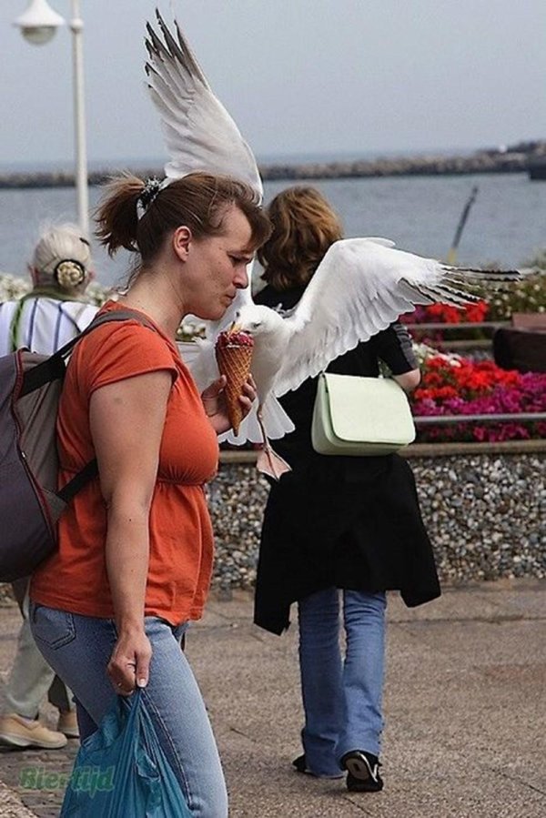 наглые чайки