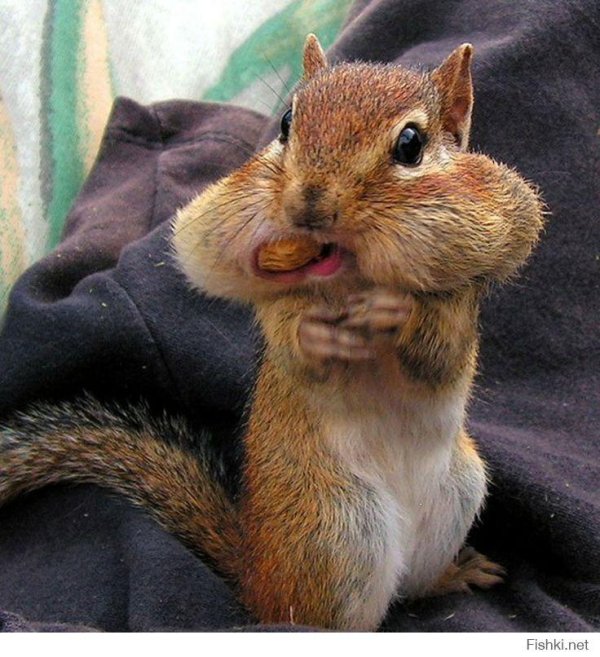 бурундук смешной