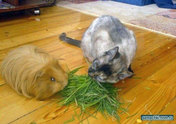 морская свинка