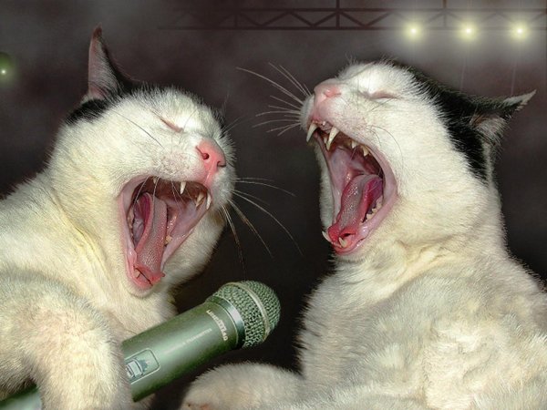 поющие животные