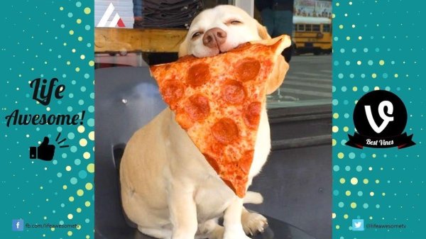 пицца прикол