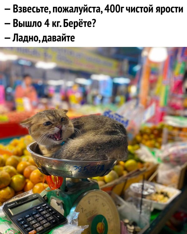 смешной котенок