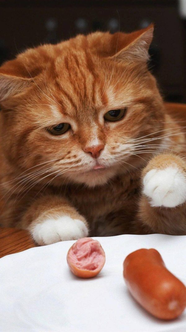кошка сосиска