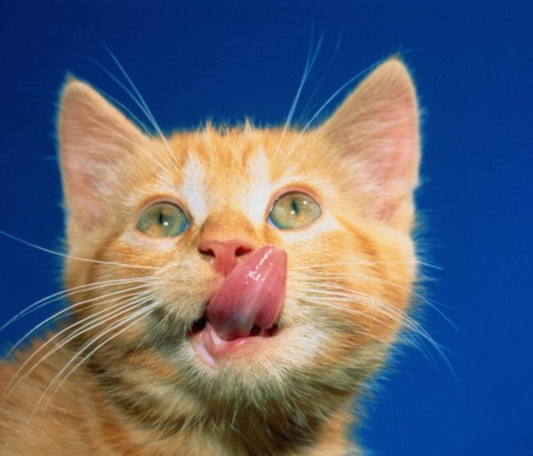 рыжие котики