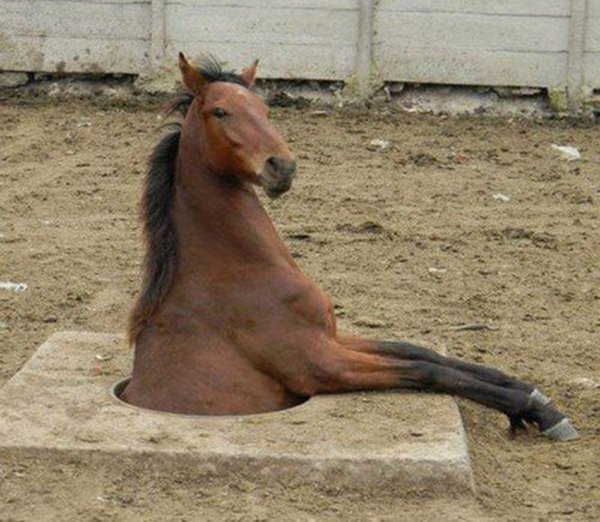 упоротая лошадь