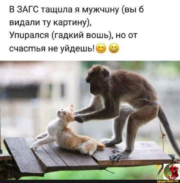 животные забавные
