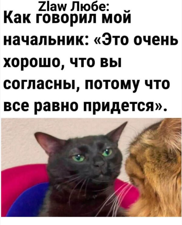 кошка недовольная