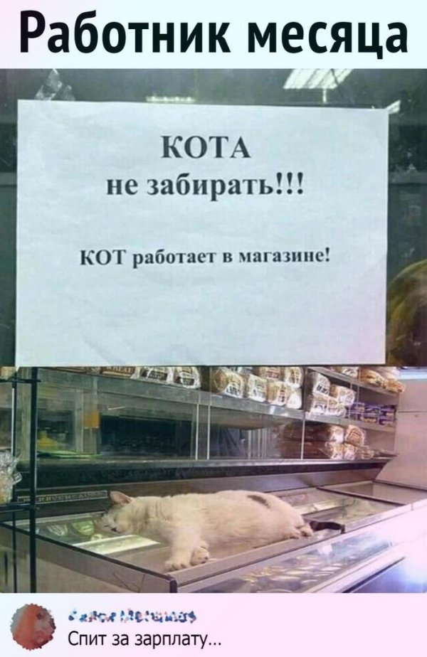 прикольные объявления в магазинах