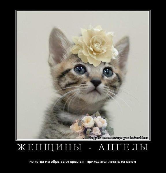 очаровательные котята