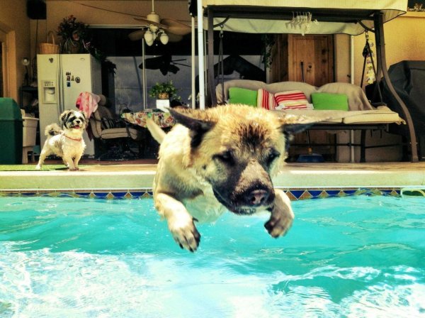 dogs can swim