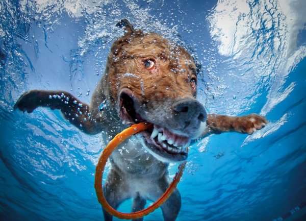 underwater dogs