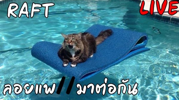 кошка в бассейне