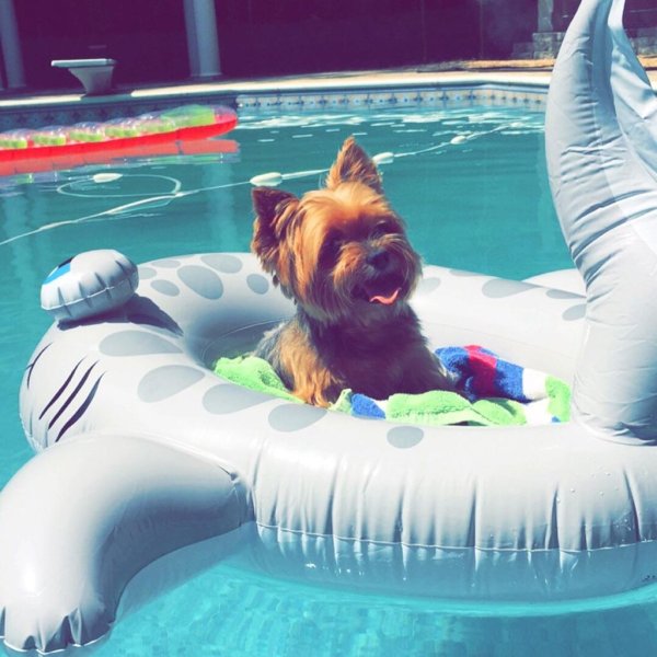 щенки йоркширский терьер